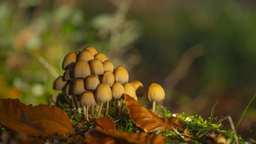 Common mica tintling (Coprinellus micaceus), close-up, nature photograph, Schneeren, Neustadt am