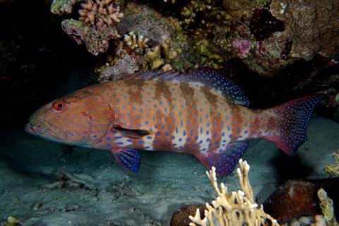 Red Sea trout perch (Plectropomus pessuliferus marisrubri) at night. Dive site Dangerous Reef, St