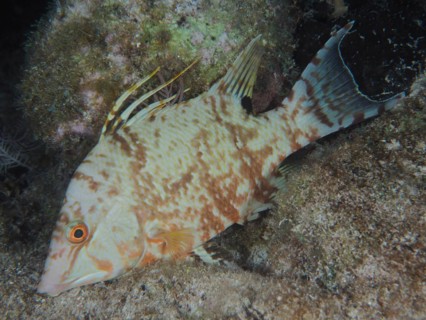 Hogfish (Lachnolaimus maximus), changes colour, dive site John Pennekamp Coral Reef State Park, Key