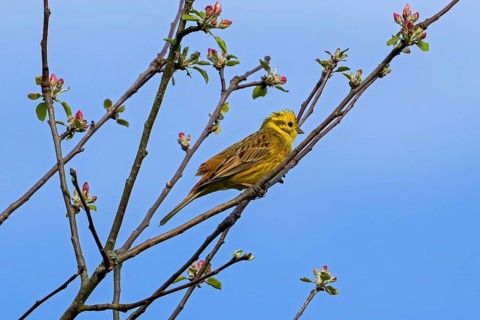 Yellowhammer (Emberiza citrinella) adult male perched in budding tree in spring