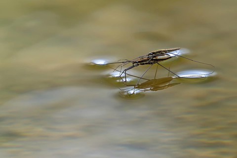 River skater (Aquarius najas, Gerris najas) couple, male paired with female, mating on water