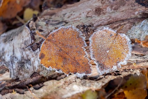 Autumn leaves with hoarfrost on deadwood, Zwillbrocker Venn, Münsterland, North Rhine-Westphalia,