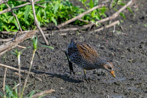 Spotted crake (Porzana porzana, Ortygometra porzana) juvenile foraging in marshland in summer