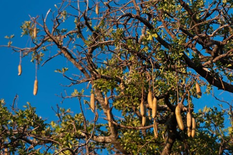 Kigelia (Kigelia africana), tree, fruit, tree fruit, flora, plant, evergreen, African, Moremi