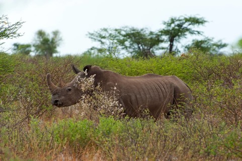 White rhinoceros (Ceratotherium simum), rhinoceros, rhino, free-living, wilderness, safari, travel,