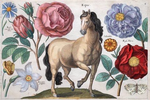 Horse, butterfly and roses, from Animalium, ferarum, bestiarum, florum, fructuum muscarum