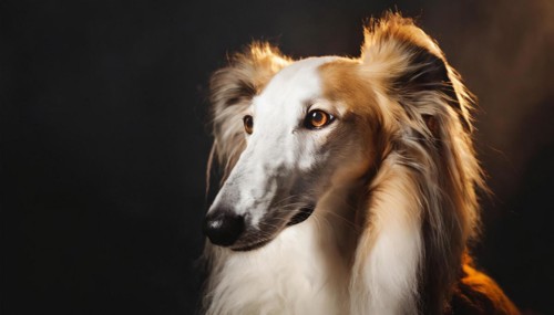 Pets, dog, borzoi, greyhound, recognised Russian dog breed, AI-generated, AI-generated, AI