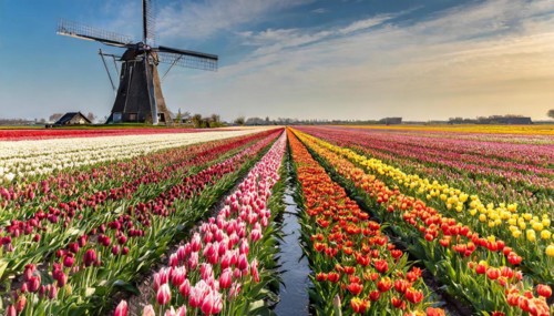 Agriculture, dense, intensely colourful blooming tulip field with a windmill, in Holland, AI