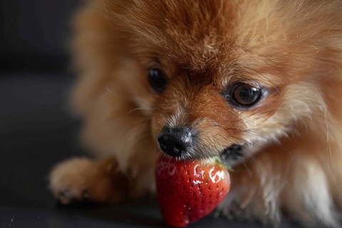 Close up of small Pomeranian dog eating raw strawberry. Generative Ai, AI generated
