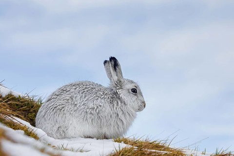 Mountain hare, alpine hare, snow hare (Lepus timidus) in white winter pelage resting in the hills