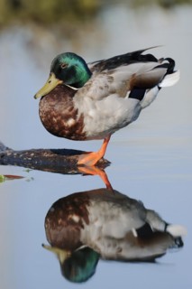 Mallard (Anas platyrhynchos), drake with mirror image, North Rhine-Westphalia, Germany, Europe