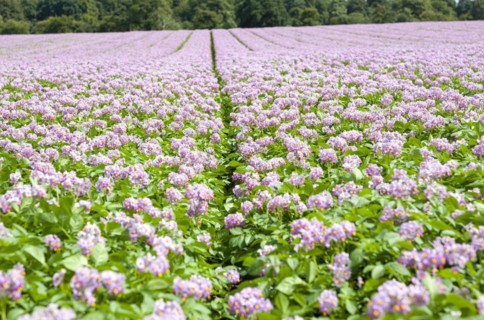Pink purple flowers blossom potato plant in field, Sutton, Suffolk, England, UK