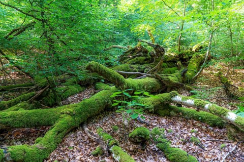 The Sababurg primeval forest, or primeval forest in the Reinhardswald, is a 95-hectare biotope