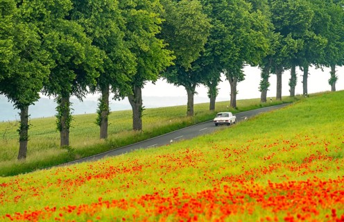 Country road near Warstein, row of trees, cornfield with blooming poppies, Sauerland, North