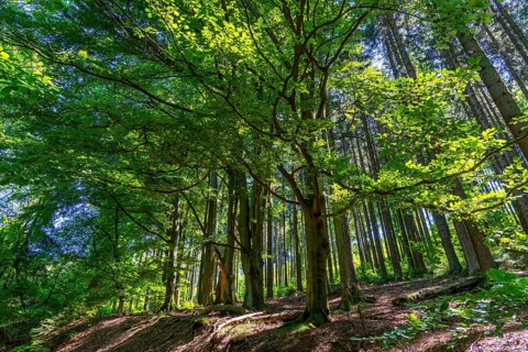 Forest, landscape on the Langenberg, near Niedersfeld, in the Hochsauerland district, highest