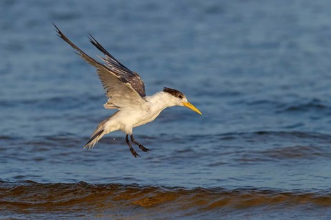Caspian Tern, flight photo, (Thalasseus bergii), East Khawr / Khawr Ad Dahariz, Salalah, Dhofar,