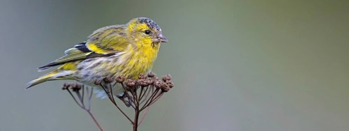 Eurasian siskin (Carduelis spinus), Heligoland, Schleswig-Holstein, Germany, Europe