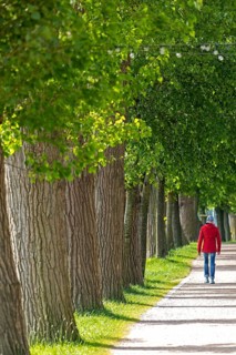 Trees, man, footpath, south harbour, Kappeln, Schlei, Schleswig-Holstein, Germany, Europe
