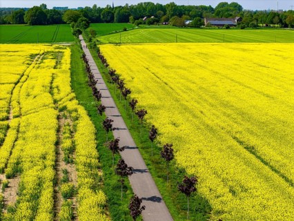 The avenue cycle path between Xanten and Marienbaum, Kalkar, on the Lower Rhine, former railway