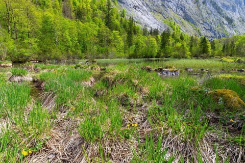 Outlet of the Obersee, mixed forest, rock face, sedges, Berchtesgadener Land, Bavaria, Germany,