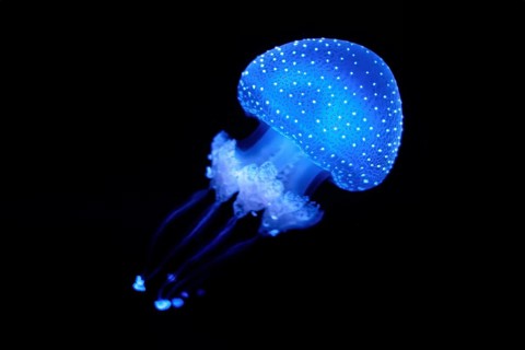 Tropical Jellyfish Phyllorhiza punctata white-spotted jellyfish aka floating bell, Australian