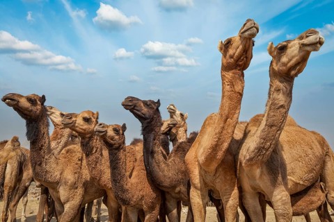 Camels at Pushkar Mela (Pushkar Camel Fair) . Pushkar, Rajasthan, India, Asia