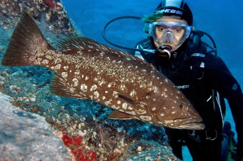 Diver looking at swims very close to Atlantic Island Grouper (Mycteroperca fusca) Crested Grouper