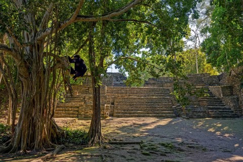 Mayan culture in the jungle with monkey in the tree pyramid Chacchoben Mexico
