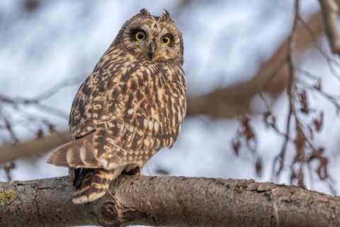 Short-billed Owl (Asio flameus) sitting on a branch. Bas Rhin, Alsace, France, Europe