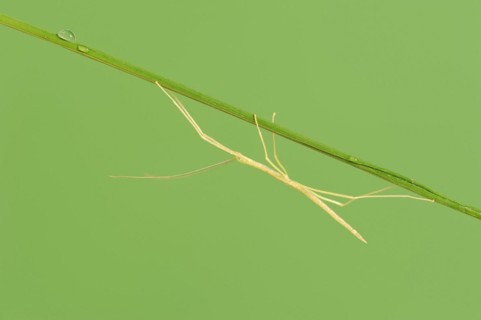Pink Winged Stick Insect or Winged Stick Insect (Sipyloidea chlorotica, Sipyloidea sipylus), nymph,