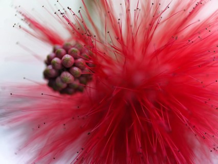 Macro photograph of a bud and a flower of the red powder-puff shrub (Calliandra tweedii)