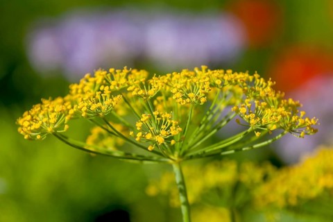 Fennel (Foeniculum vulgare), Brittany, France, Europe