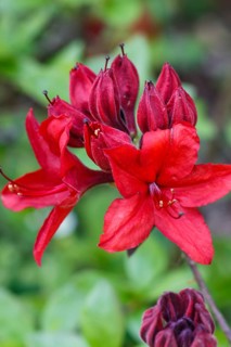 Rhododendron (azalea) flowers of various colors in the spring garden. Closeup. Blurred background