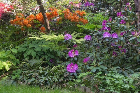 Decorative trees. shrubs and flowers in the garden: rhododendron, ferns, orchids. Beautiful