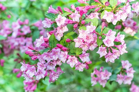 Weigela flowering branch in the botanical garden in spring