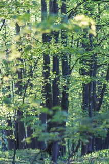 Trees in spring park