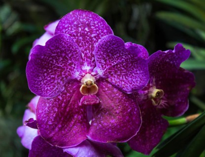 Purple-red orchid flowers with dots in the botanical garden in Singapore