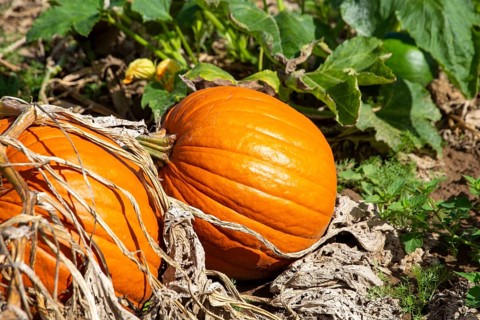 Close-up of pumpkins in a field near Hochdorf-Assenheim in the Rhein-Pfalz district
