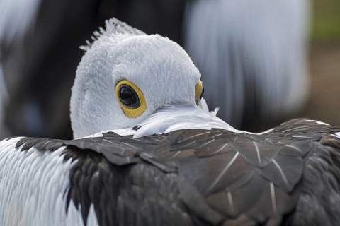 Australian pelican (Pelecanus conspicillatus) resting with bill tucked between wing feathers
