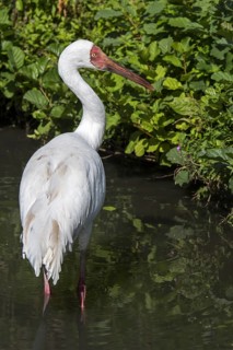 Siberian crane, Siberian white crane, snow crane (Leucogeranus leucogeranus) foraging in shallow