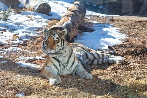 Denver, Colorado, An Amur tiger or Siberian tiger (Panthera tigris altaica) at the Denver Zoo