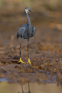 Great Egret, (Egretta gularis), foraging, Raysut, Salalah, Dhofar, Oman, Asia