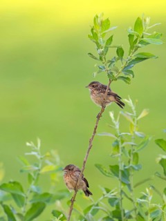 Stonechat, (Saxicola torquata), foraging, female, Eich, Rhineland-Palatinate, Germany, Europe
