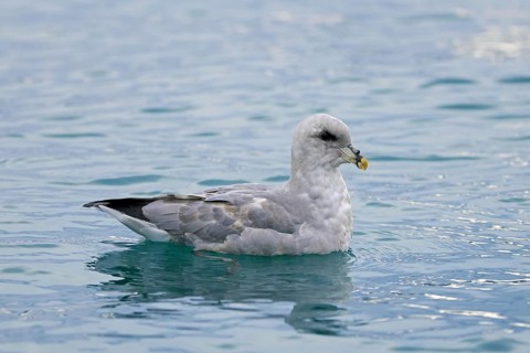 Northern fulmar, Arctic fulmar (Fulmarus glacialis), blue morph swimming in the Arctic Ocean along