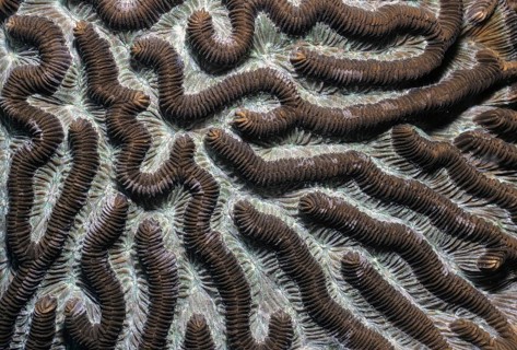 Detail photo of lamellar brain coral Brain coral (Platygyra) Hard coral Stony coral Coral in intact