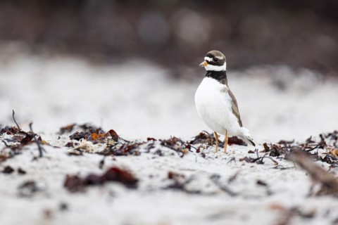 Ringed Plover (Charadrius hiaticula), adult bird standing upright between seaweed on the beach,