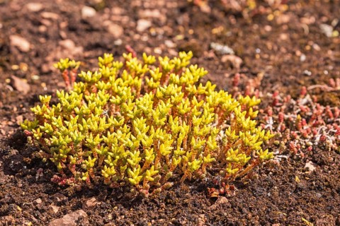 Blooming Goldmoss stonecrop (Sedum acre) on the ground its a tufted evergreen perennial plant