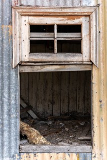 Mummified dog carcass in abandoned chicken coop, Estancia San Gregorio, Puente Alto, Metropolitan