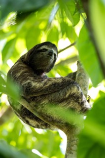Brown-throated sloth (Bradypus variegatus) in a tree, Cahuita National Park, Costa Rica, Central