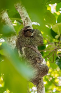 Brown-throated sloth (Bradypus variegatus) on a branch, Cahuita National Park, Costa Rica, Central